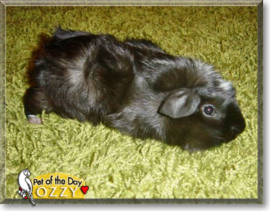 Ozzy, the Pet of the Day Ozzy, the Pet of the Day