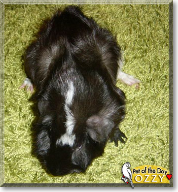 Ozzy, the Pet of the Day