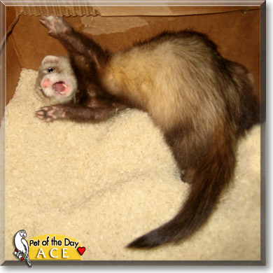 Ace, the Pet of the Day Ace, the Pet of the Day