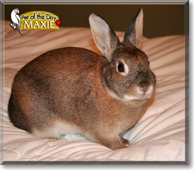 Maxie, the Pet of the Day Maxie, the Pet of the Day