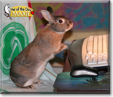 Maxie, the Pet of the Day