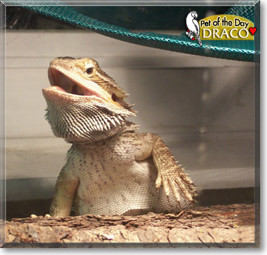 Draco, the Pet of the Day Draco, the Pet of the Day