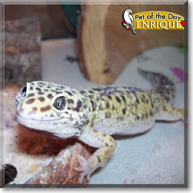 Enrique, the Pet of the Day Enrique, the Pet of the Day