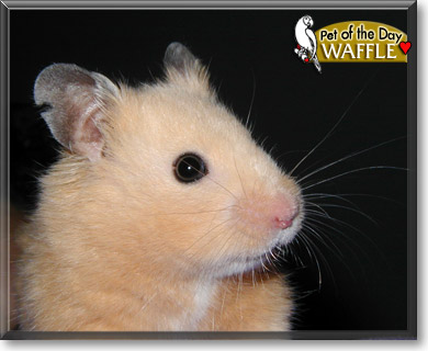 Waffle, the Pet of the Day Waffle, the Pet of the Day
