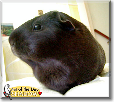 Shadow, the Pet of the Day