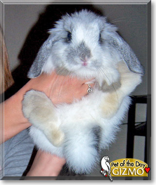 Gizmo, the Pet of the Day Gizmo, the Pet of the Day