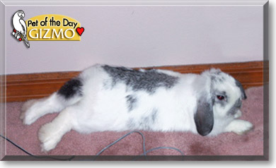 Gizmo, the Pet of the Day