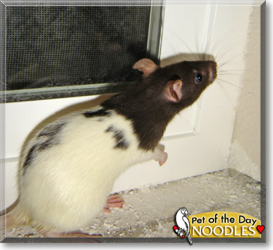 Noodles, the Pet of the Day