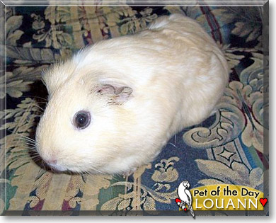 LouAnn, the Pet of the Day LouAnn, the Pet of the Day