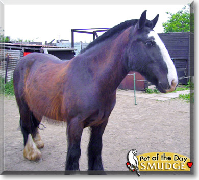 Smudge, the Pet of the Day