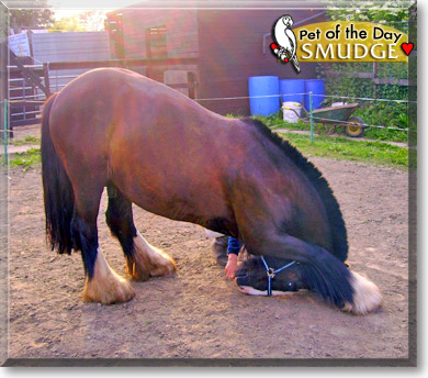 Smudge, the Pet of the Day