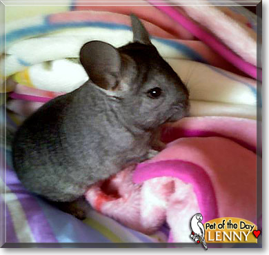 Lenny, the Pet of the Day Lenny, the Pet of the Day