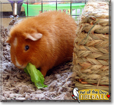 Fireball, the Pet of the Day Fireball, the Pet of the Day