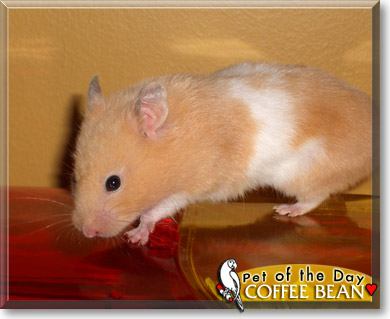 Coffee Bean, the Pet of the Day Coffee Bean, the Pet of the Day