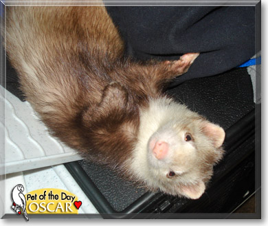 Oscar, the Pet of the Day
