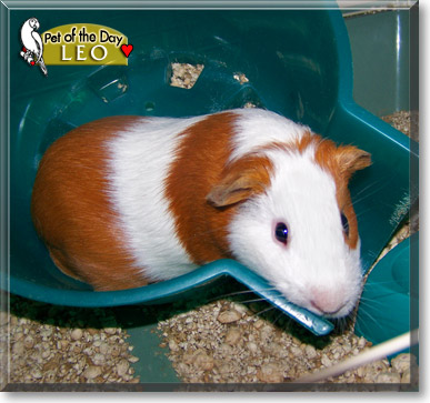 Leo, the Pet of the Day Leo, the Pet of the Day
