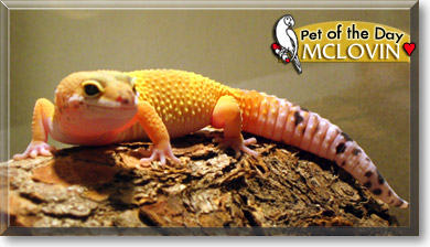 McLovin, the Pet of the Day McLovin, the Pet of the Day