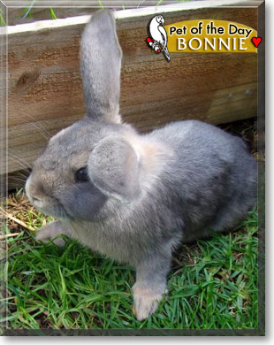 Bonnie, the Pet of the Day Bonnie, the Pet of the Day