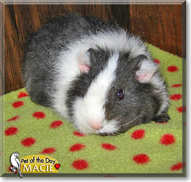 Macie, the Pet of the Day Macie, the Pet of the Day