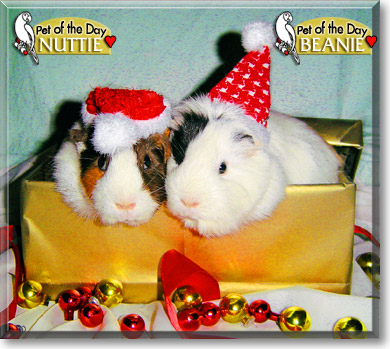 Nuttie and Beanie, the Pet of the Day Nuttie and Beanie, the Pet of the Day