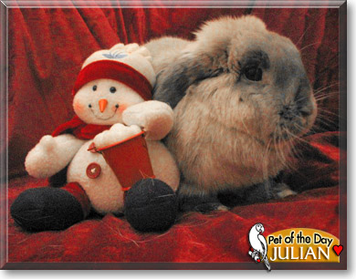 Julian, the Pet of the Day Julian, the Pet of the Day