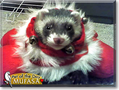 Mufasa, the Pet of the Day