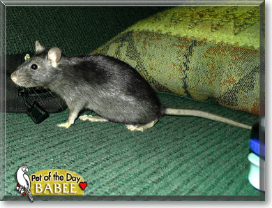 Babee, the Pet of the Day Babee, the Pet of the Day