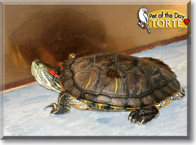 Torte, the Pet of the Day Torte, the Pet of the Day