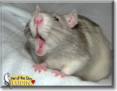 Ludin, the Pet of the Day