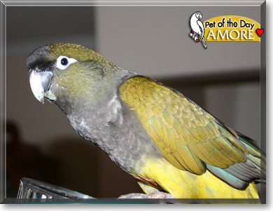 Amore, the Pet of the Day