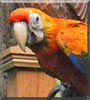 Bowie the Capri Macaw
