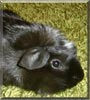 Ozzy the Abyssinian, Guinea Pig