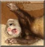 Ace the Ferret