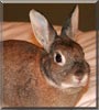 Maxie the Netherland Dwarf Rabbit