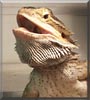 Draco the Bearded Dragon