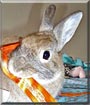 Mona the Rabbit