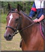 Vallee the Thoroughbred, Morgan Horse