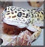 Enrique the Leopard gecko