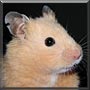 Waffle the Golden Hamster