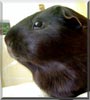 Shadow the Guinea Pig