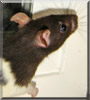 Noodles the Rat