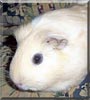 LouAnn the Guinea Pig