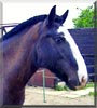 Smudge the Irish Cob Pony