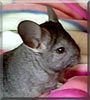 Lenny the Chinchilla
