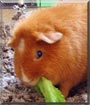 Fireball the Teddy Guinea Pig