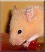 Coffee Bean the Syrian Hamster