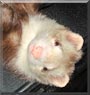 Oscar the Ferret