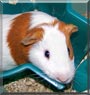 Leo the Guinea Pig