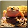 McLovin the Tangerine Leopard Gecko