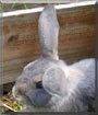 Bonnie the Mini Lop Rabbit